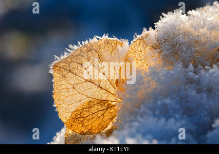 Nahaufnahme eines verblassten Hortensie Blume Blütenblatt mit einer Schicht aus Eis Raureif an einem kalten Wintermorgen, Deutschland. Stockfoto