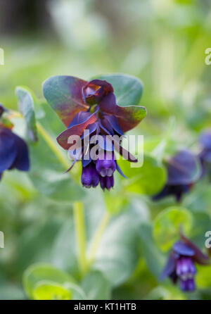 Cerinthe major purpurescens. Stockfoto