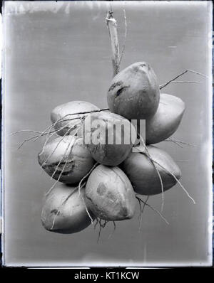 Das Foto mit dem Titel „Coconut (6)“ von Brother Bertram zeigt Kokosnüsse aus nächster Nähe und zeigt die Textur und natürliche Schönheit dieser tropischen Frucht. Stockfoto