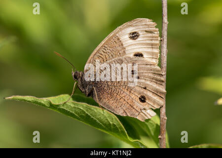 Common Wood Nymph (Cercyonis pegala) Stockfoto