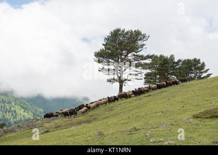 Artvin ist eine Stadt im Nordosten der Türkei etwa 30 km landeinwärts vom Schwarzen Meer. Die Gegend ist berühmt seine wunderschöne Natur. Stockfoto