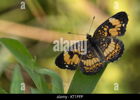 Pearl crescent Schmetterling (Phyciodes tharos) Stockfoto