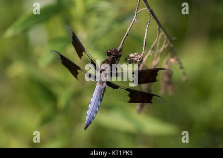 Gemeinsame whitetail Dragonfly (Plathemis Lydia) Stockfoto