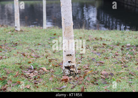 Junge Hänge-birke (Betula pendula) Bäume vor der See im Park mit unscharf Hintergrund Stockfoto