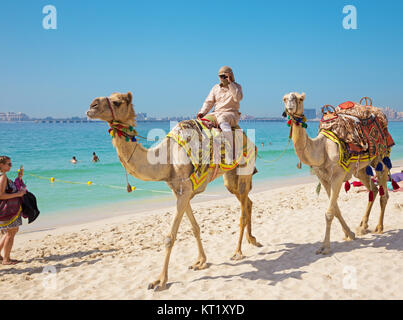 DUBAI, VAE - 28. MÄRZ 2017: Die KAMELE am Strand. Stockfoto