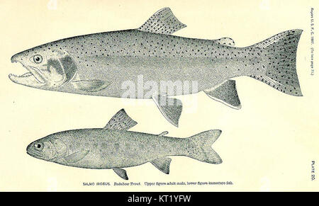 Der Salmo irideus von 32644 bezieht sich auf eine spezifische Identifikationsnummer für eine Fischart, allgemein bekannt als Regenbogenforellen, die in wissenschaftlichen Studien häufig verwendet wird. Stockfoto