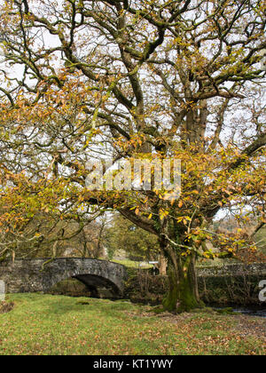 Eine große Eiche zeigt Herbst Farben neben dem Fluss Rothay und ein traditionelles Steinbogen Brücke in der Nähe von Ambleside in England Lake District Nationa Stockfoto