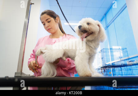 Junge Frau in Pet Shop arbeiten, trimmen Hund Haare, Mädchen Pflege Welpen für Schönheit in speichern. Menschen, Jobs, Berufe und Pflege für Tiere Stockfoto