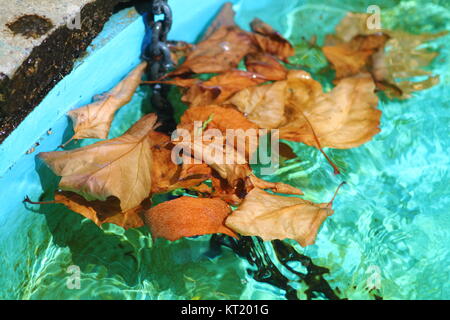 Türkis-blauen Pool mit trocken gefallenen braune Blätter. Stockfoto