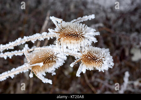 Bur im Frost. Eine Wildpflanze im Schnee. Stockfoto