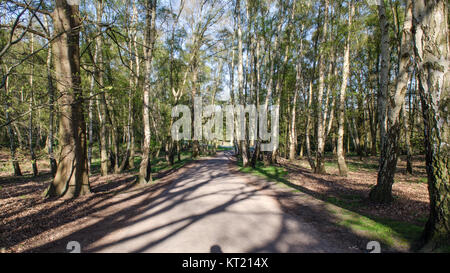 Nachmittag Sonne wirft lange Schatten von Bäumen über einen Fußweg durch den Wald an der Virginia Wasser, neben Windsor Great Park westlich von London. Stockfoto