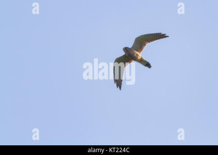 Gemeinsame krestel (Falco tinnunculus) Stockfoto