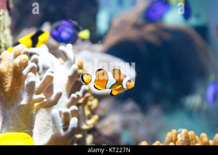 Orange Gelb clown Fische am Riff Hintergrund Stockfoto