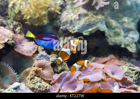 Drei kleine Aquarienfische Paracanthurus hepatus und Clown Stockfoto