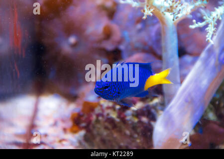 Ein blauer Fisch mit gelben Schwanz chrysiptera parasema Stockfoto