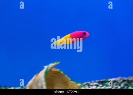 Kleine lebendige pseudochromis Fische in das Aquarium Stockfoto