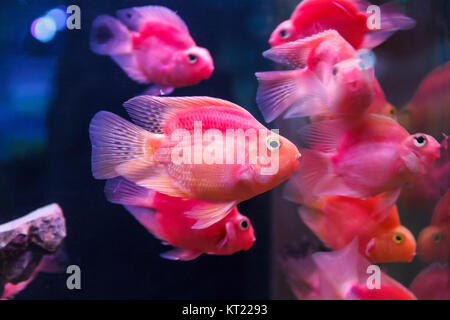 Gruppe von orange roten Papagei cichlid Stockfoto