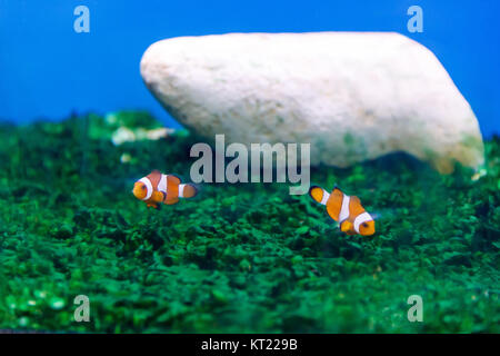 Zwei Fische schwimmen im Aquarium Stockfoto