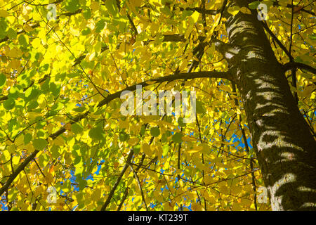 Autumn tree top. Stockfoto