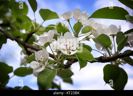 Eine Zweigniederlassung einer blühenden Birne auf dem Hintergrund des blauen Himmels. Stockfoto