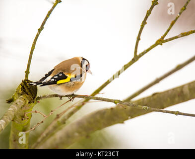 Europäische goldfinch Vogel sitzt auf einem Baum Stockfoto