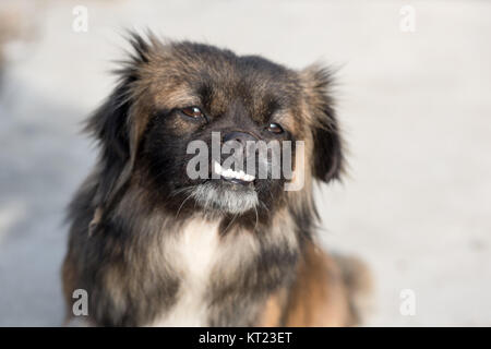 Rothaarige mit schwarzer Hund Stockfoto