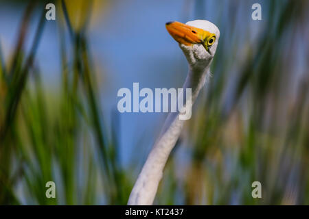 Ein Silberreiher neigt seinen Kopf, um die Fische zu sehen, schwimmen in der Nähe von Everglades National Park, Florida, November 2017 Stockfoto