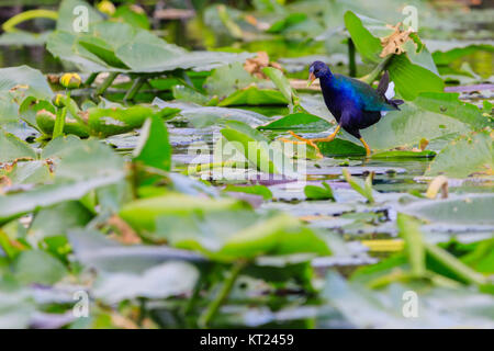 Ein männlicher Purple Gallinule Wandern auf Lily Pads im Sumpf in den Everglades National Park, Florida, November 2017 Stockfoto