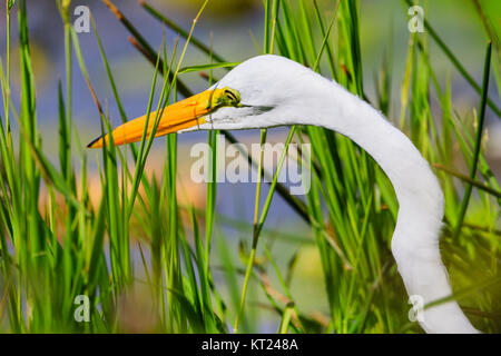 Ein Silberreiher watet durch den Sumpf, Gras an der Everglades National Park, Florida, November 2017 Stockfoto