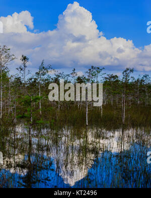 Zwerg Zypressen wachsen in einem Sumpf in den Everglades National Park, Florida, November 2017 Stockfoto