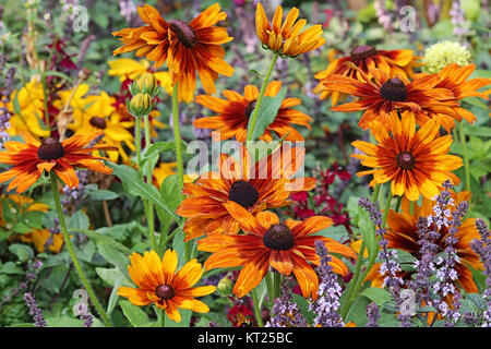 Grobe Garten - sonnenhut Rudbeckia hirta Cappuccino Stockfoto