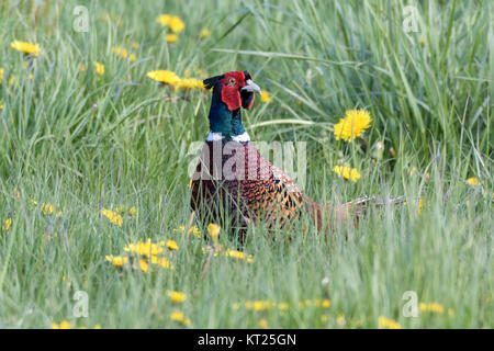 Ein Feldfasane auf einer Elendelion-Wiese Stockfoto