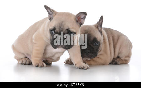 französische Bulldogge Welpen auf weißem Hintergrund Stockfoto