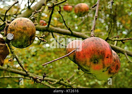 Wilde Äpfel am Baum Stockfoto
