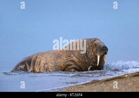 Männliche Walross (Odobenus rosmarus) Schleppen auf Strand, Svalbard/Spitzbergen, Norwegen Stockfoto