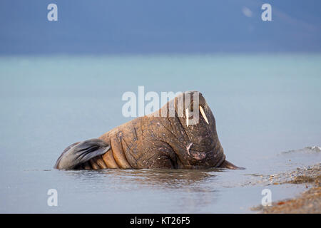 Männliche Walross (Odobenus rosmarus) Schleppen auf Strand, Svalbard/Spitzbergen, Norwegen Stockfoto