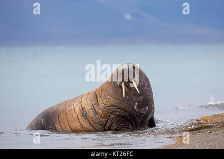 Männliche Walross (Odobenus rosmarus) Schleppen auf Strand, Svalbard/Spitzbergen, Norwegen Stockfoto