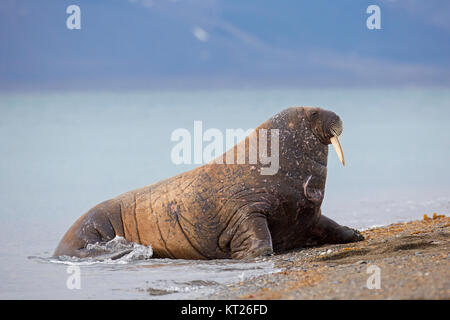 Männliche Walross (Odobenus rosmarus) Schleppen auf Strand, Svalbard/Spitzbergen, Norwegen Stockfoto