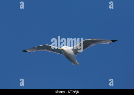 Schwarz-legged Dreizehenmöwe (Rissa tridactyla) im Flug gegen den blauen Himmel Stockfoto