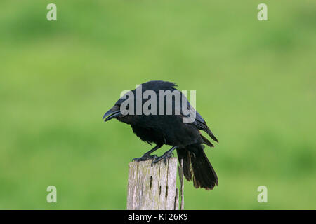 Nebelkrähe (Corvus corone) Aufruf von hölzernen Zaun Pfosten entlang Feld Stockfoto