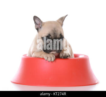 entzückende französische Bulldogge Welpen in einem roten Futternapf Stockfoto