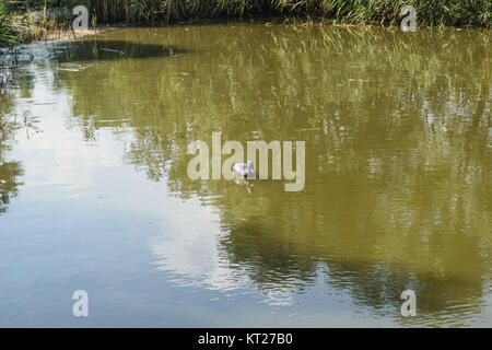 Teich mit Enten künstlich. Plastik dummies Enten im Teich Stockfoto