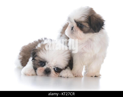 Zwei adorable Shih Tzu Welpen wurf Gehilfen auf weißem Hintergrund Stockfoto