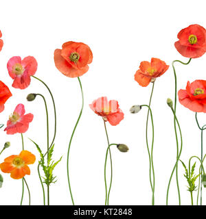Nahtlose Muster mit Roter Mohn Blumen auf weißem Hintergrund Stockfoto