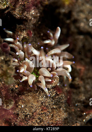 SEA SLUG oder NACKTSCHNECKE AUF MEERESBODEN Stockfoto