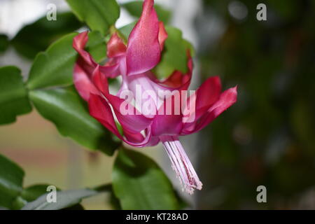 Eine rote Blume von einem Weihnachtskaktus Stockfoto