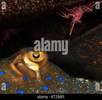 RIBBONTAIL RAY Blaupunktrochen (Taeniura lymma) EYEING EINE DURBAN SCHARNIER PAUSE (RHYNCHOCINETES DURBANENSIS) Garnelen Stockfoto