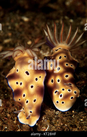 Paar RISBECIA TRYONI NACKTSCHNECKEN (HERMAEA TRYONI) in der Lembeh Straße, Indonesien Stockfoto