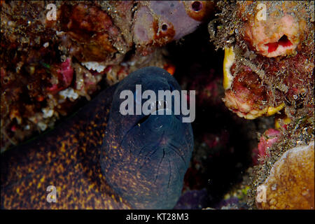 Nahaufnahme der MURÄNEN IN REEF LEBENSRAUM Stockfoto
