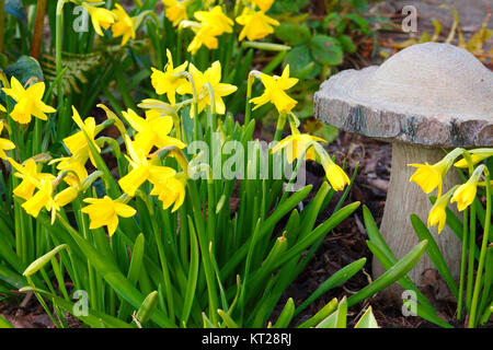 Narzisse der Blüte im Frühling im Garten. Stockfoto